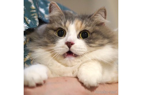そば茶ちゃん1枚目